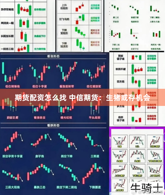 期货配资怎么找 中信期货：生猪或存机会